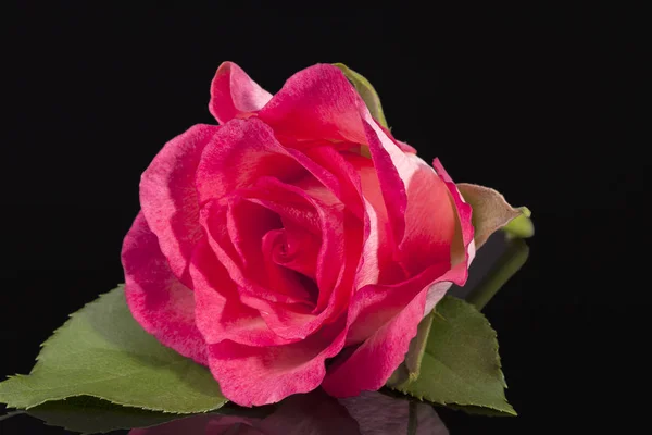 Einzelne Blume von rosa Rose isoliert auf schwarzem Hintergrund — Stockfoto