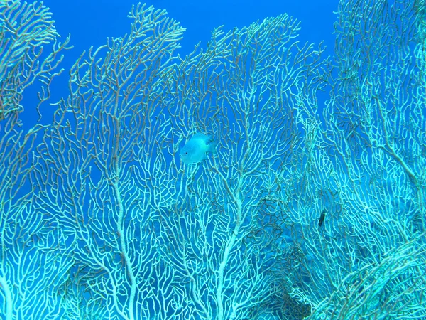 Barriera corallina con gorgonie in mare tropicale, subacquea — Foto Stock