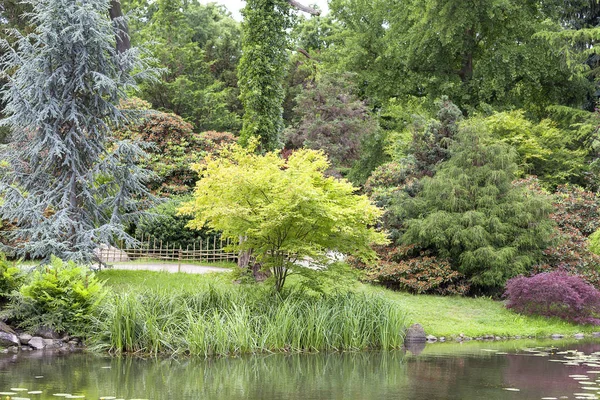 Japanse tuin, exotische planten, Wroclaw, Polen — Stockfoto