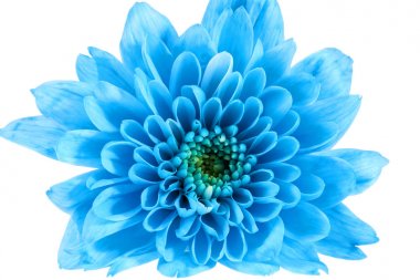 Beyaz arka plan üzerinde izole tek mavi papatya çiçek