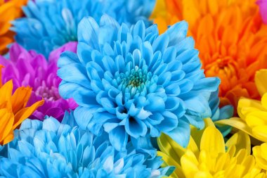 Arka planı renkli kasımpatı çiçekleri, mavi, pembe, sarı, turuncu