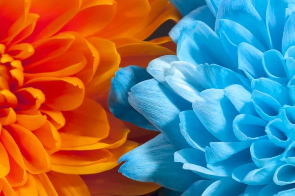 Háttér színes krizantém virág, kék és narancs — Stock Fotó