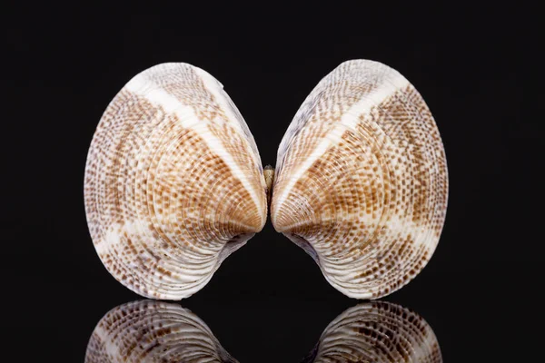 双壳贝类孤立在黑色背景上的海贝壳 — 图库照片