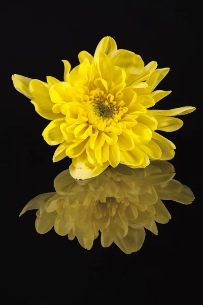 黑色背景上的单黄菊花花, 反射 — 图库照片