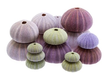 Beyaz arka plan üzerinde izole grup deniz kestanesi (Echinoidea), deniz kabukları.