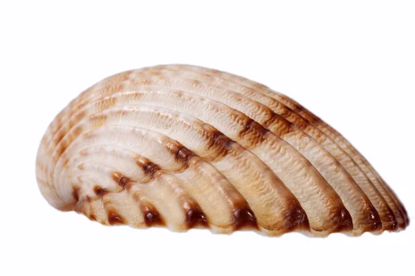 Concha marinha de bivalvia isolada sobre fundo branco — Fotografia de Stock