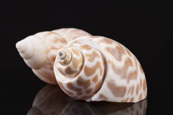 Sea shells of marine snail  isolated on black background — Stock Photo, Image