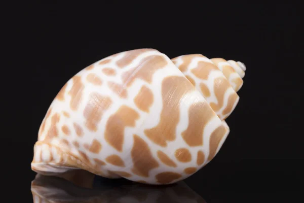 Sea shell of marine snail  isolated on black background — Stock Photo, Image