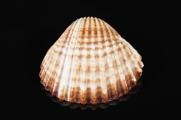 Sea shell of bivalvia isolated on black background — Stock Photo, Image