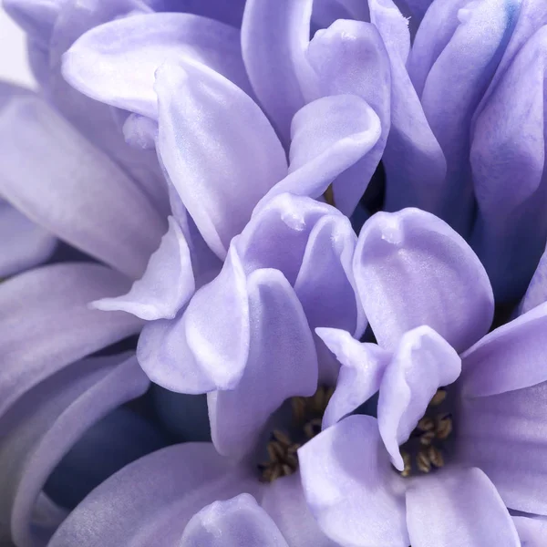 Background of lilac flower of Hyacinth, petals, close up. — Stock Photo, Image