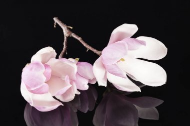 Manolya çiçek siyah arka plan, yansıma ile dal.