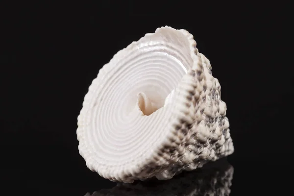 Top-shaped sea shell of sea snail Trochus isolated on black background — Stock Photo, Image