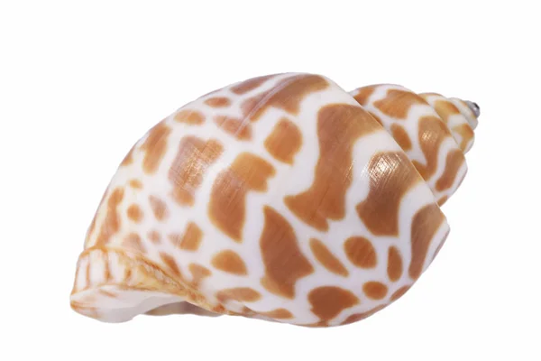 Sea shell of marine snail  isolated on white background — Stock Photo, Image