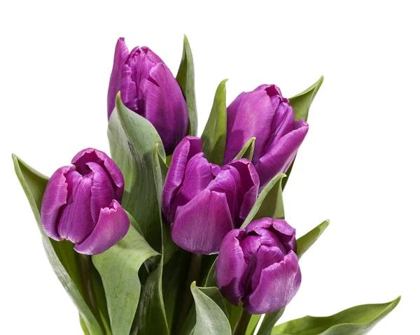 Strauß blühender Frühlingsblumen violette Tulpen auf weißem Hintergrund — Stockfoto