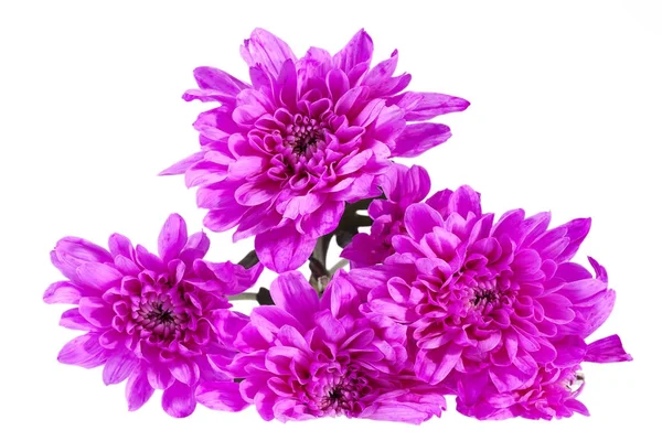 Bouquet of pink flowers chrysanthemum isolated  on white background — Stock Photo, Image