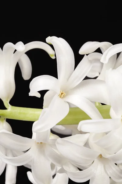 Wiosenne kwiaty Hiacynt biały na czarnym tle — Zdjęcie stockowe