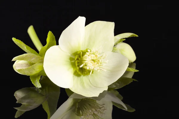 Jarní květina bílých Helleborus izolované na černém pozadí — Stock fotografie