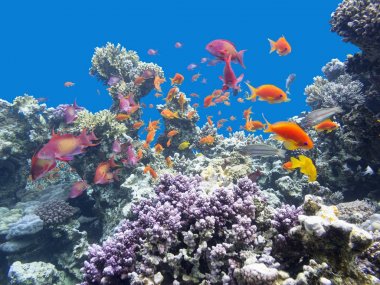 Colorful coral reef with shoal of fishes scalefin anthias at the bottom of  tropical sea, underwater clipart