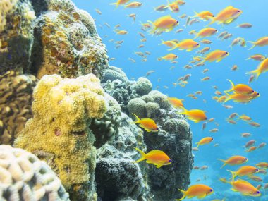 Renkli mercan resif sualtı tropikal Deniz dibinde balıklar scalefin anthias balık ile