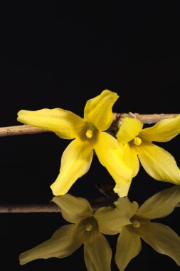 Hor çiçeği siyah arka plan üzerine izole sarı bahar çiçekleri
