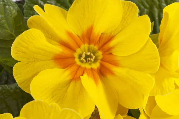 Spring flower of yellow  Primula vulgaris, close up. — Stock Photo, Image