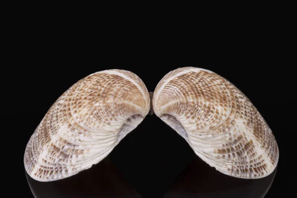 Sea shell of bivalvia isolated on black background, reflection. — Stock Photo, Image