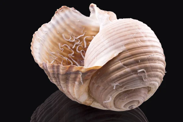 Nagy tengerre shell elszigetelt fekete háttér — Stock Fotó