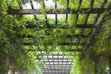 Yeşil pergola Szczytnicki Park, Wroclaw, Polonya