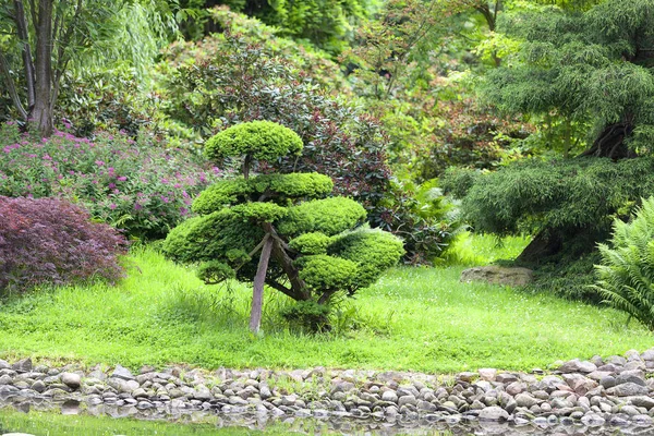 Japanse tuin, exotische planten, lente, Wroclaw, Polen — Stockfoto