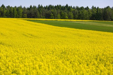 Çiçek açan kanola, kolza tohumu sarı çiçek alanı