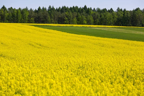 Çiçek açan kanola, kolza tohumu sarı çiçek alanı