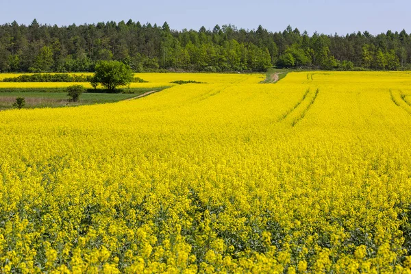 Field of blooming canola, rapeseed yellow flowers — Stock Photo, Image