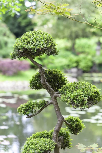 日本花园, 异国情调的植物, 春天, 弗罗茨瓦夫, 波兰 — 图库照片