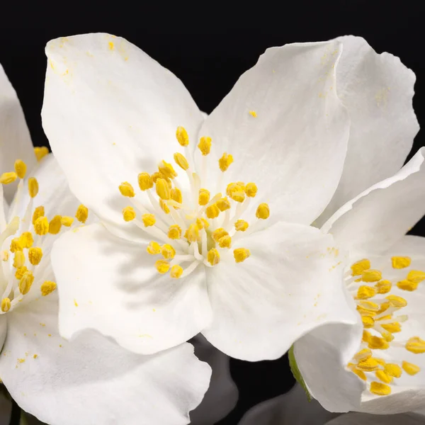 Jasmine white flowers isolated on black background — Stock Photo, Image