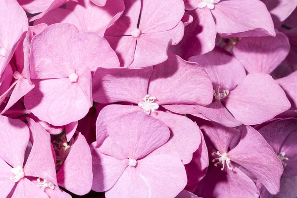 Background of flowers of pink hydrangea close up — Stock Photo, Image
