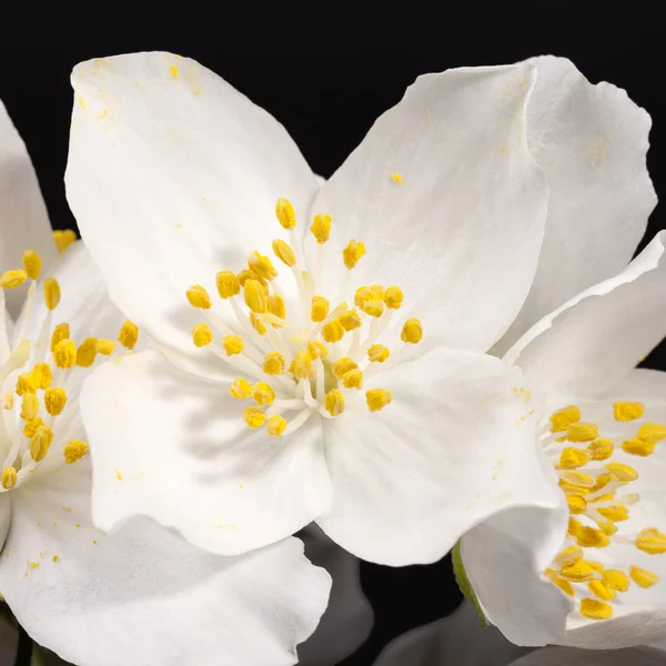 Jasmine white flowers isolated on black background Royalty Free Stock Photos