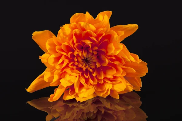 Orange färg krysantemum blomma på svart bakgrund, reflektion Stockbild