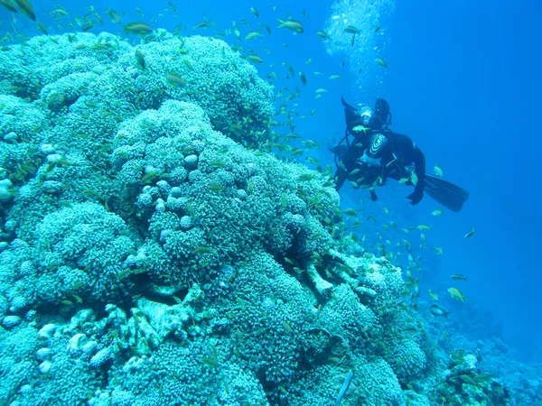 Single-Taucher über Korallenriff in großer Tiefe, pulsierende Polyp-Korallen, Unterwasserlandschaft, rotes Meer, — Stockfoto