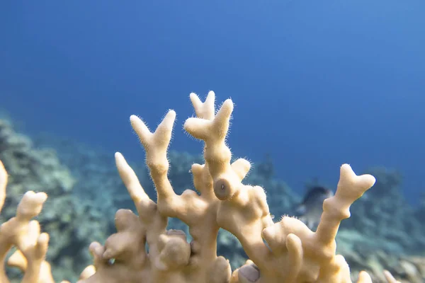 Colorful coral reef at the bottom of tropical sea, yellow fire coral, underwater landscape — Stock Photo, Image