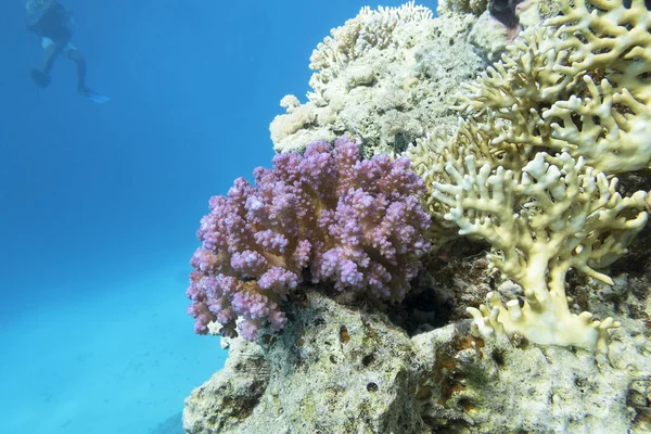 Bunte Korallenriffe am Grund des tropischen Meeres, violette Blumenkohl-Korallen, Unterwasserlandschaft — Stockfoto