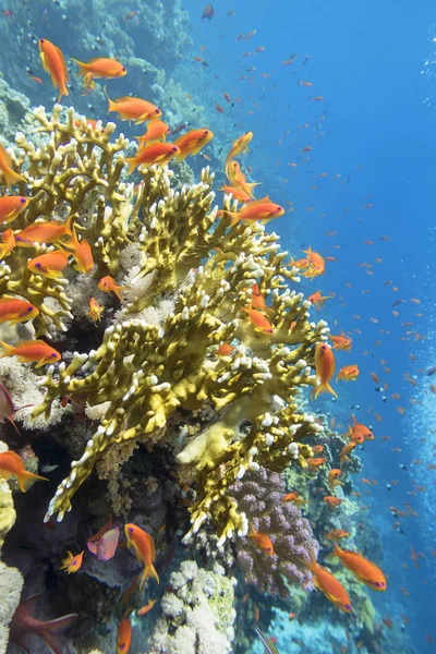 Tropikal denizin dibindeki renkli mercan kayalıkları, sarı ateş mercanı ve anthias balıkları, sualtı manzarası. — Stok fotoğraf