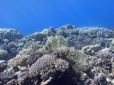 Tropikal denizin dibindeki renkli mercan resifi, sualtı manzarası.