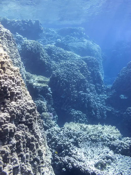 Farbenfrohe Korallenriffe am Grund des tropischen Meeres, Unterwasserlandschaft — Stockfoto