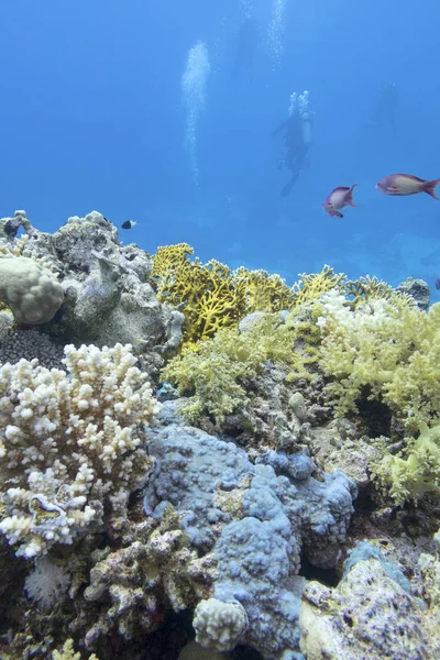 Kolorowe rafy koralowej na dole tropikalne morze, nurków, krajobraz podwodnej — Zdjęcie stockowe