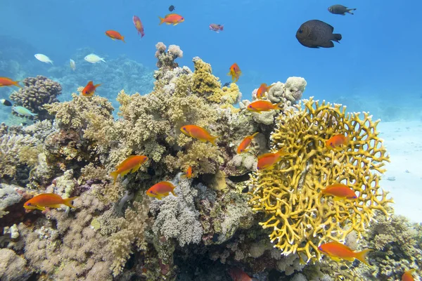 Farbenfrohe Korallenriffe am Grund des tropischen Meeres, gelbe Feuerkorallen und Anthia-Fische, Unterwasserlandschaft — Stockfoto