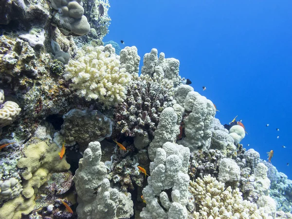 Recifes de corais coloridos no fundo do mar tropical, paisagem subaquática — Fotografia de Stock