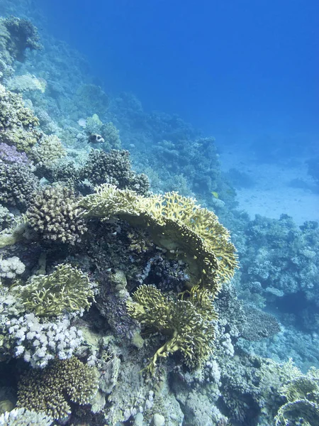 Bunte Korallenriffe am Grund des tropischen Meeres, Unterwasserlandschaft — Stockfoto