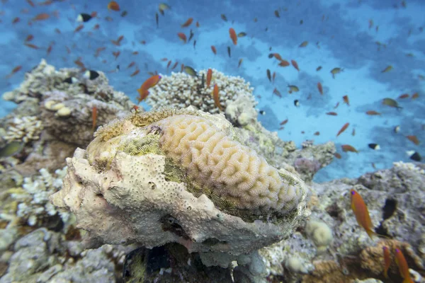 Красочный коралловый риф на дне тропического моря, подводный пейзаж — стоковое фото
