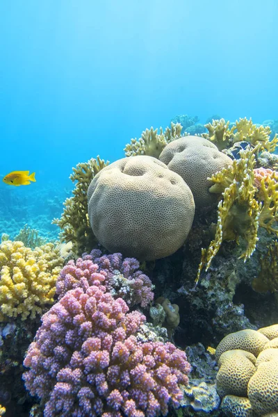 Bunte Korallenriffe am Grund des tropischen Meeres, Unterwasserlandschaft — Stockfoto