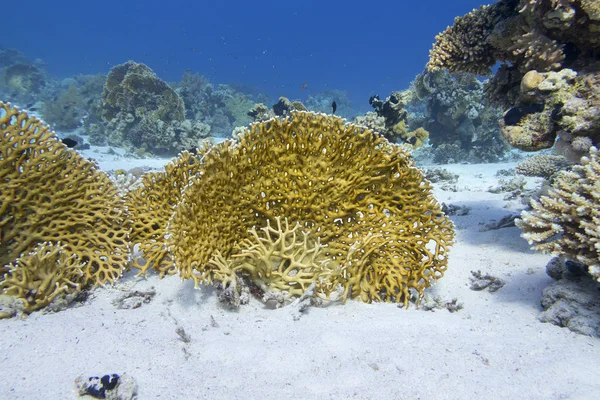 Colorido arrecife de coral en el fondo del mar tropical, coral amarillo fuego, paisaje submarino — Foto de Stock